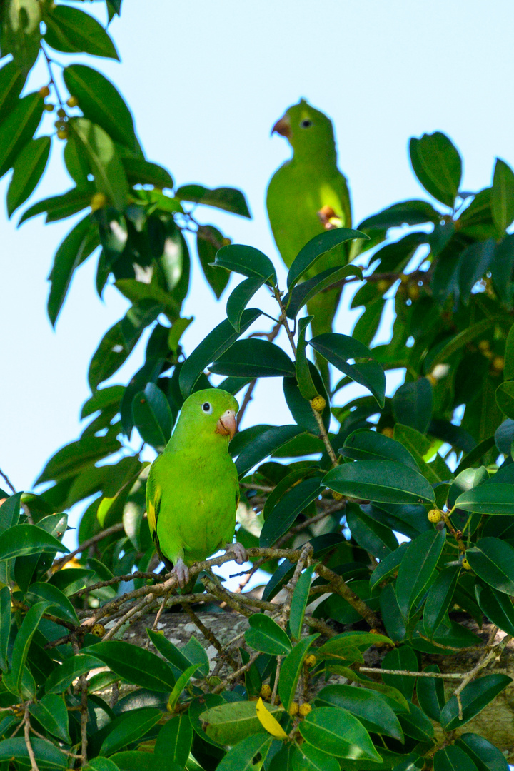 Papagaio, Papagei