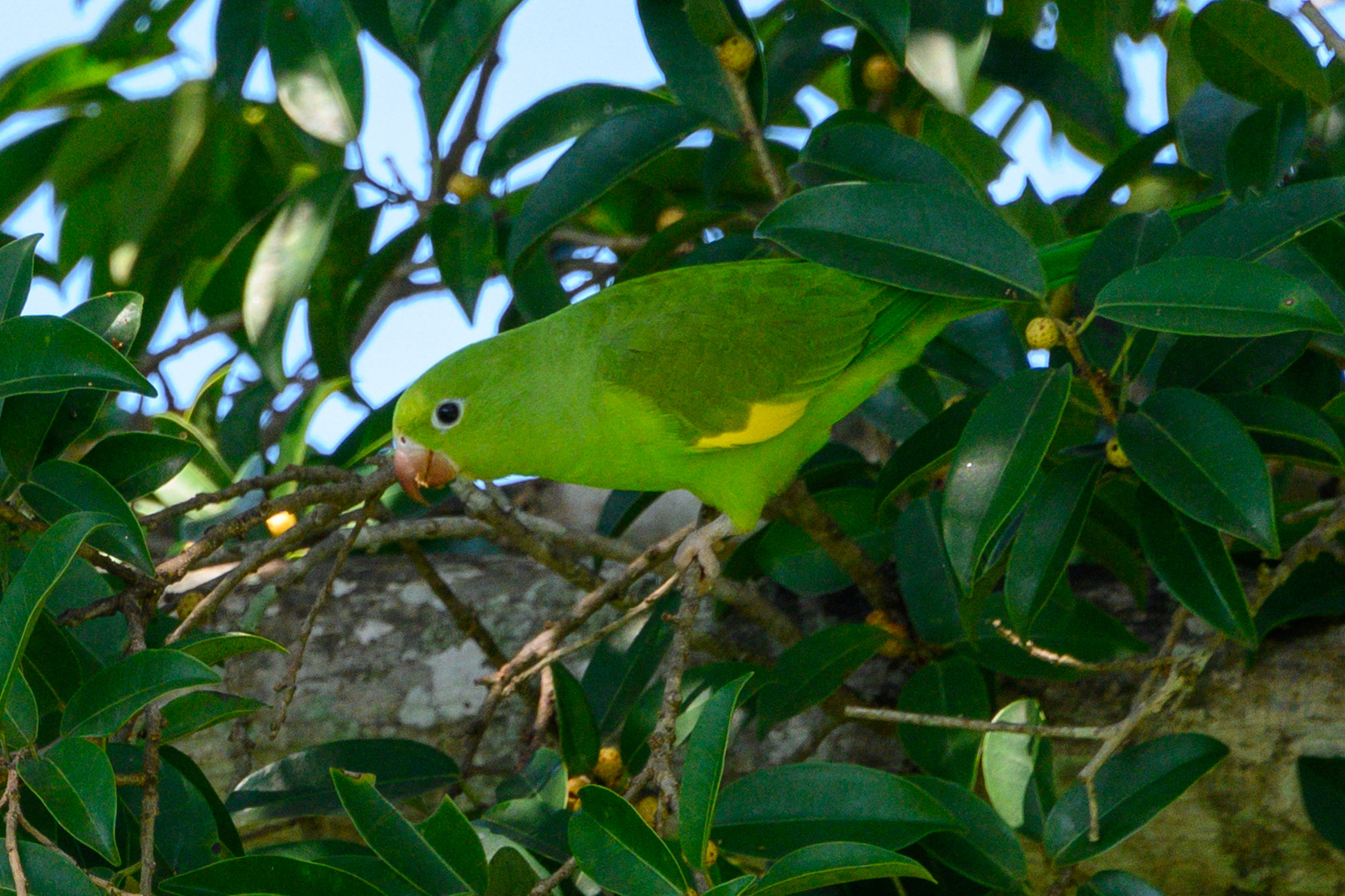 Papagaio, Papagei