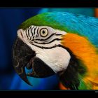 Papagajo