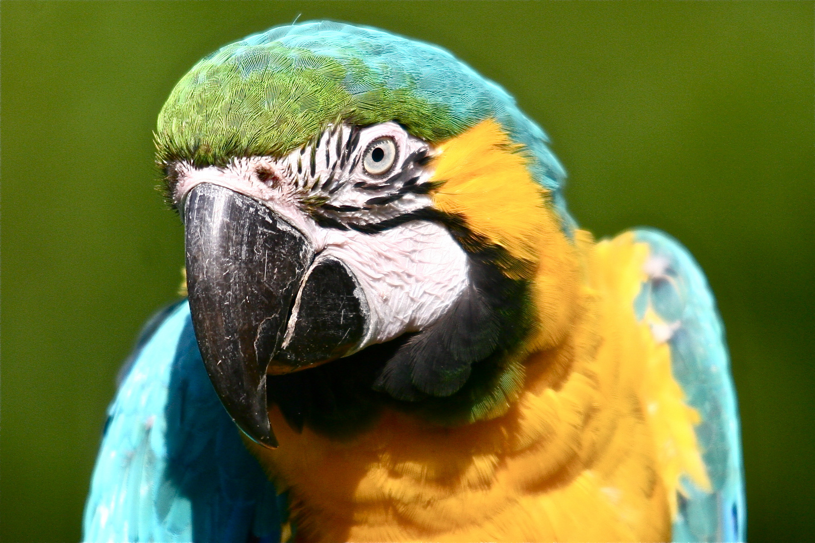 Papagallo Passbild