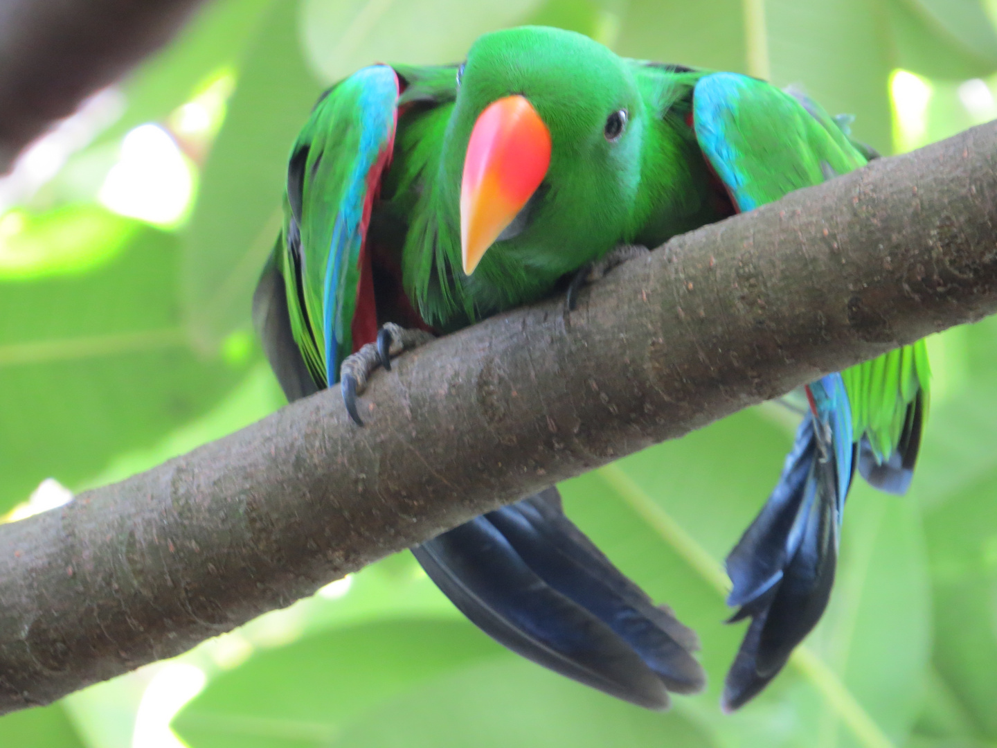 Papagayo