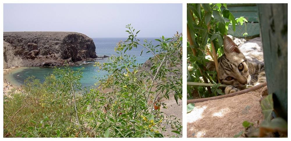 Papagayo Strand und Kätzchen