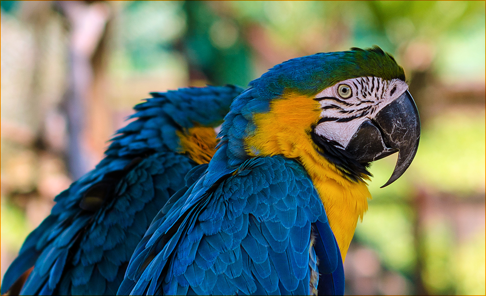 PAPAgei Foto &amp; Bild | tiere, wildlife, wild lebende vögel Bilder auf ...