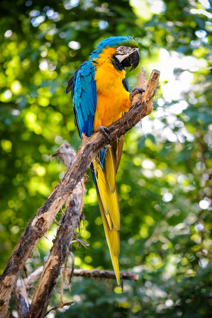 Papagei Foto & Bild natur, bokeh, vogel Bilder auf