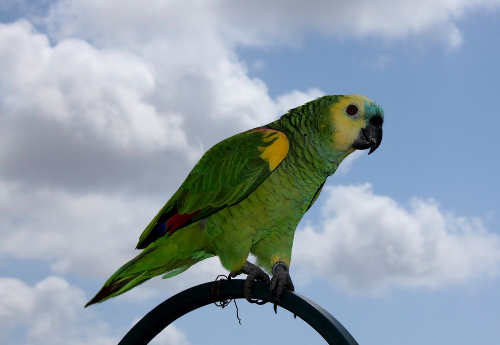 Papagei Foto &amp; Bild | tiere, zoo, wildpark &amp; falknerei, vögel Bilder ...