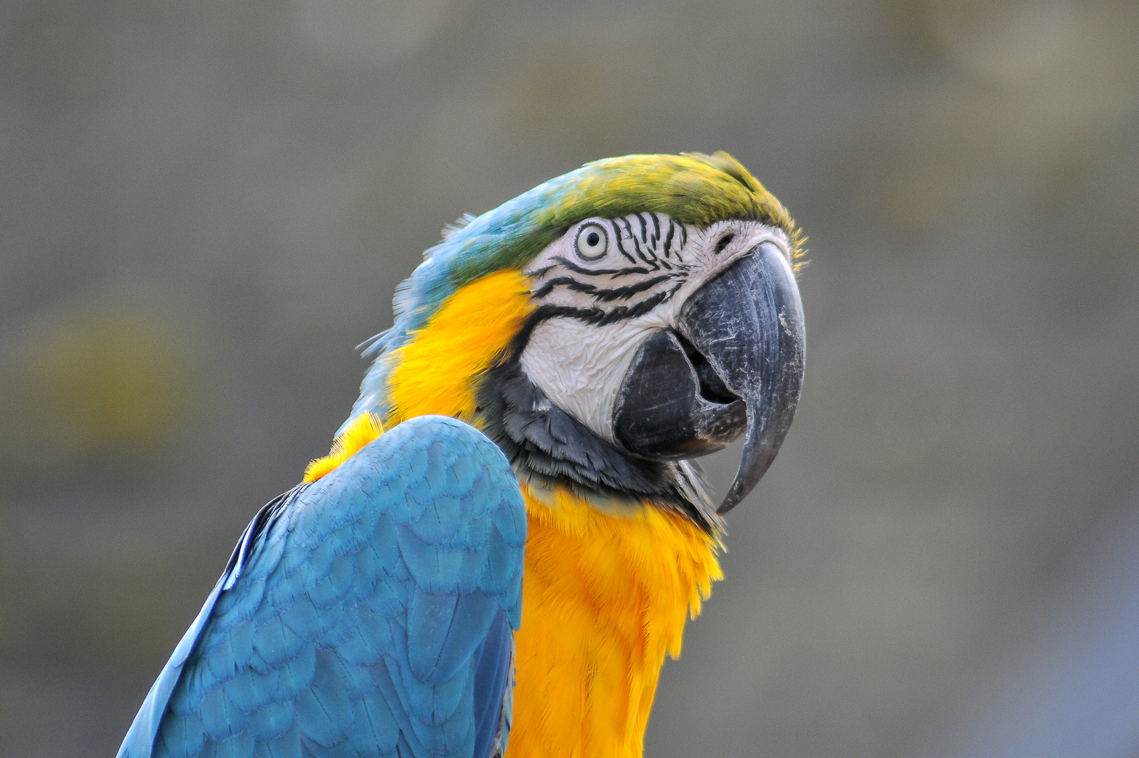 Papagei Foto &amp; Bild | tiere, zoo, wildpark &amp; falknerei, vögel Bilder ...