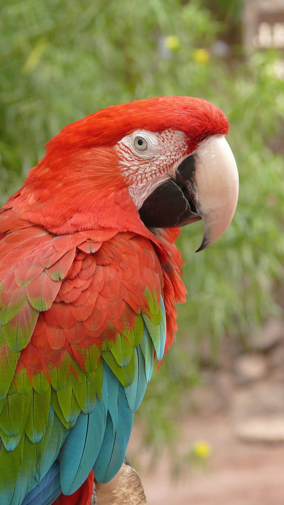 Papagei Ara Foto & Bild tiere, zoo, wildpark & falknerei, vögel Bilder auf