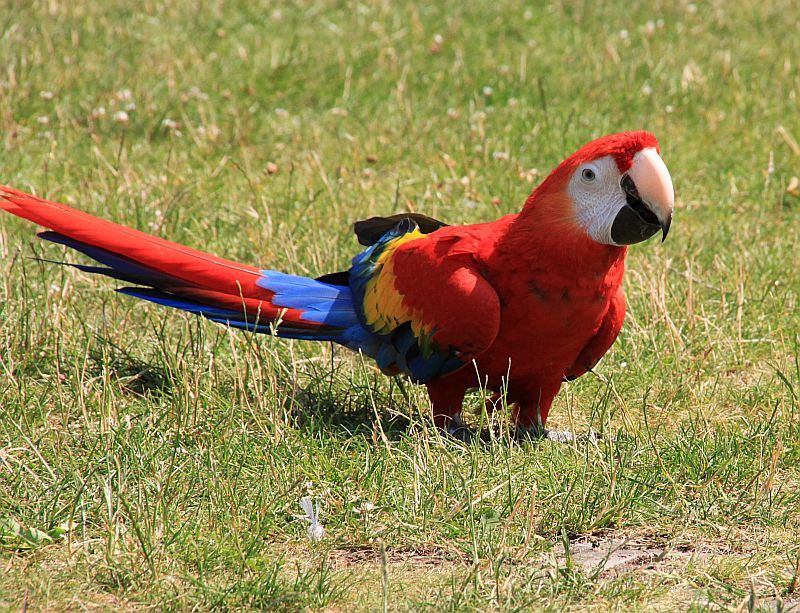 Papagei auf der Wiese