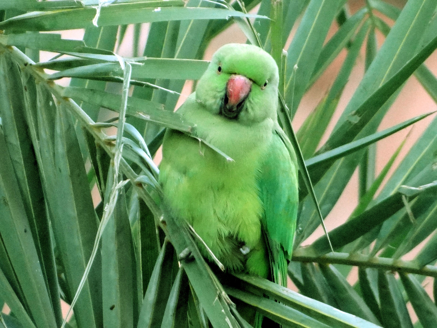 Papagei auf Palme