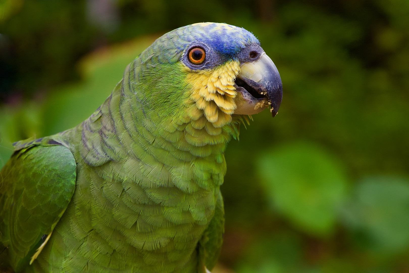 Papagei aus dem Amazonas-Tieflandregenwald vonPeru