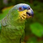 Papagei aus dem Amazonas-Tieflandregenwald vonPeru