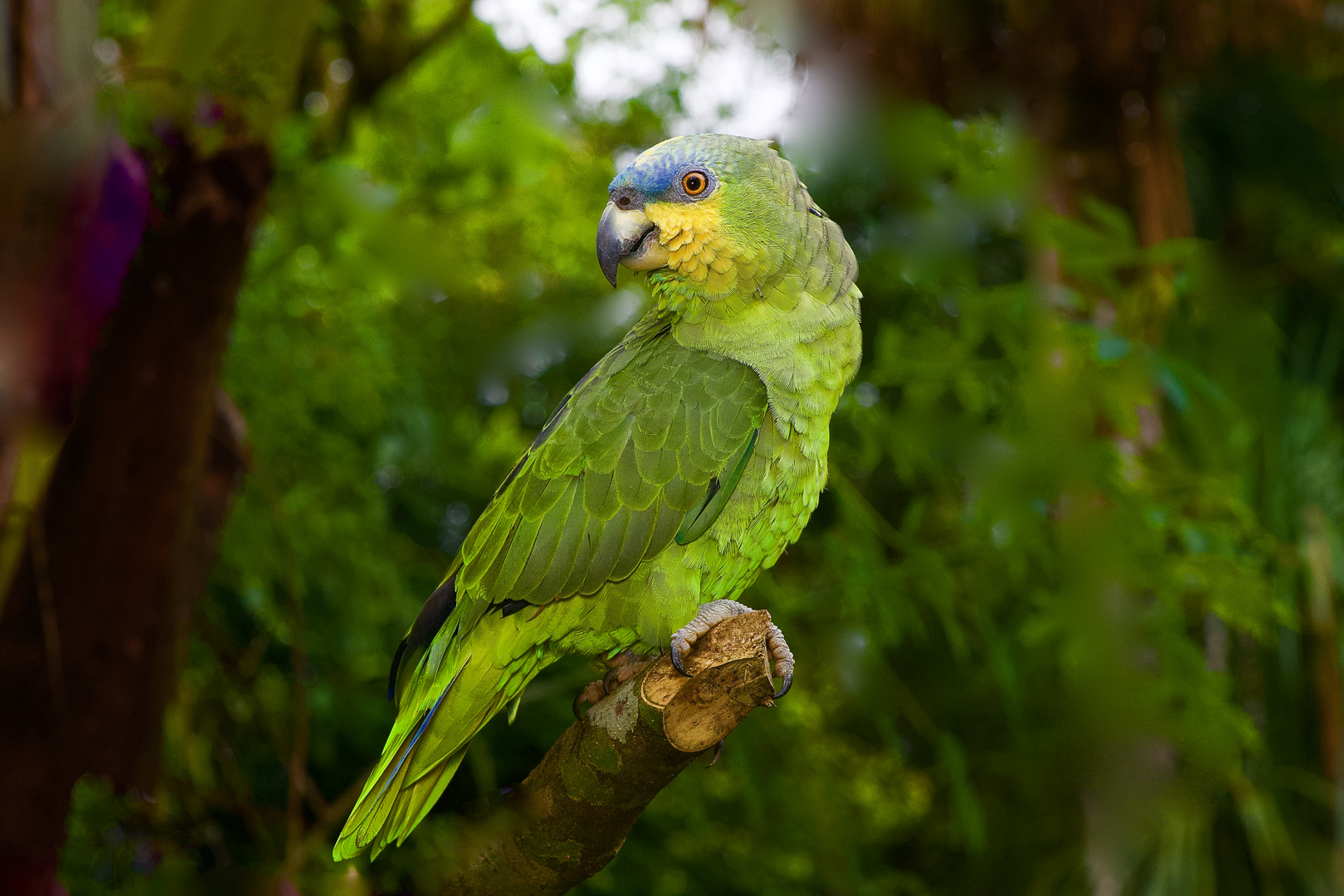 Papagei aus dem Tieflandregenwald von Peru 