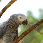 Papagei aus dem Vogelpark in Kevelaer