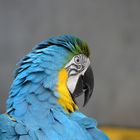 Papagei aus Malaysia