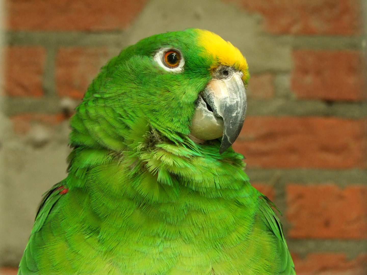 Papagei Foto & Bild | tiere, zoo, wildpark & falknerei, vögel Bilder