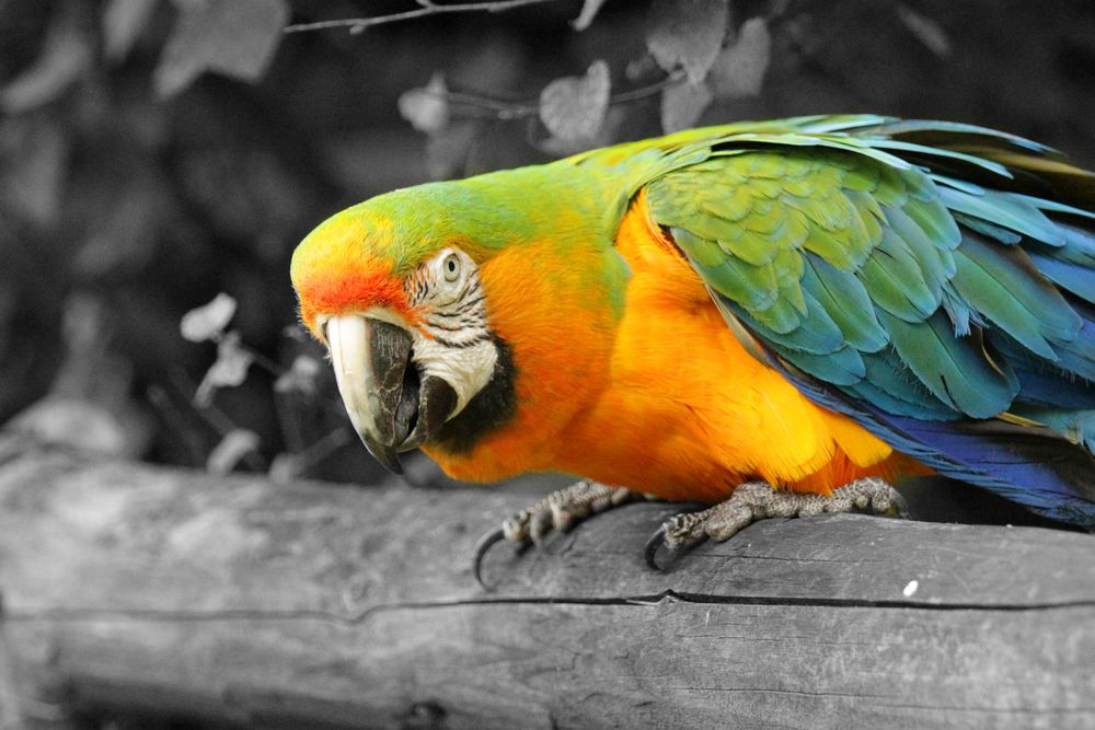 Papagei Foto & Bild | tiere, zoo, wildpark & falknerei, vögel Bilder