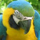 Papagei blau