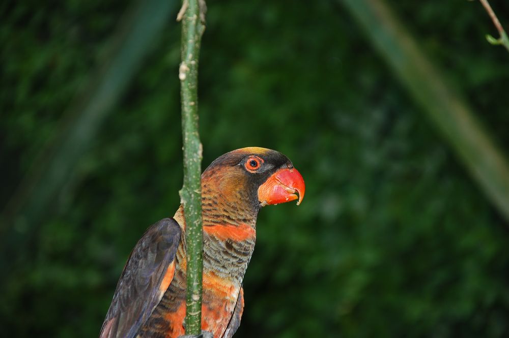 Papagei die 2. im Vogelpark bei Figueres