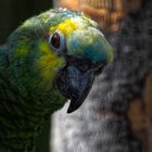 Papagei farbig Portrait 