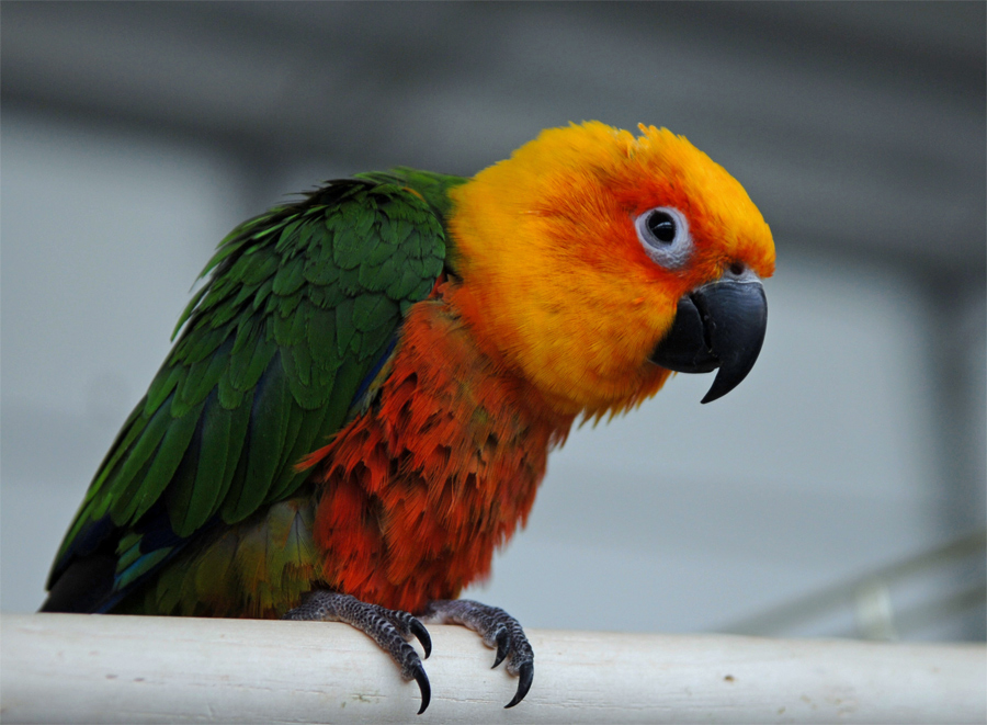 Papagei Foto &amp; Bild | tiere, zoo, wildpark &amp; falknerei, vögel Bilder ...