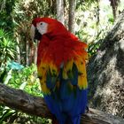 Papagei (Florida)