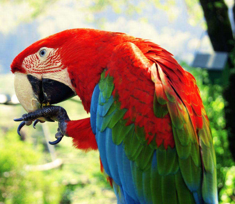 Papagei frisst Loewenzahn Foto & Bild | tiere, zoo, wildpark