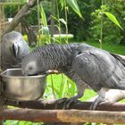 Papagei guckt beim essen zu