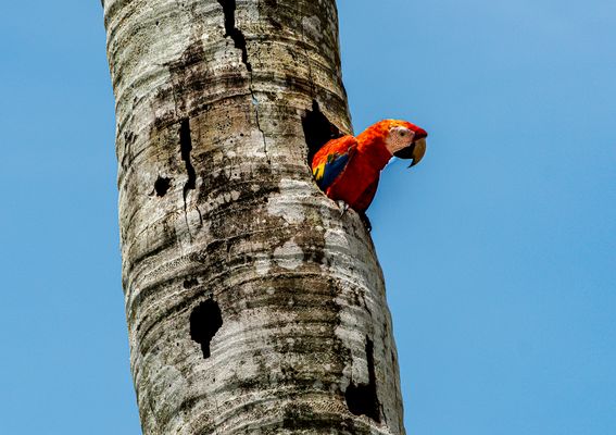 Papagei : gut so ?                       DSC_0359