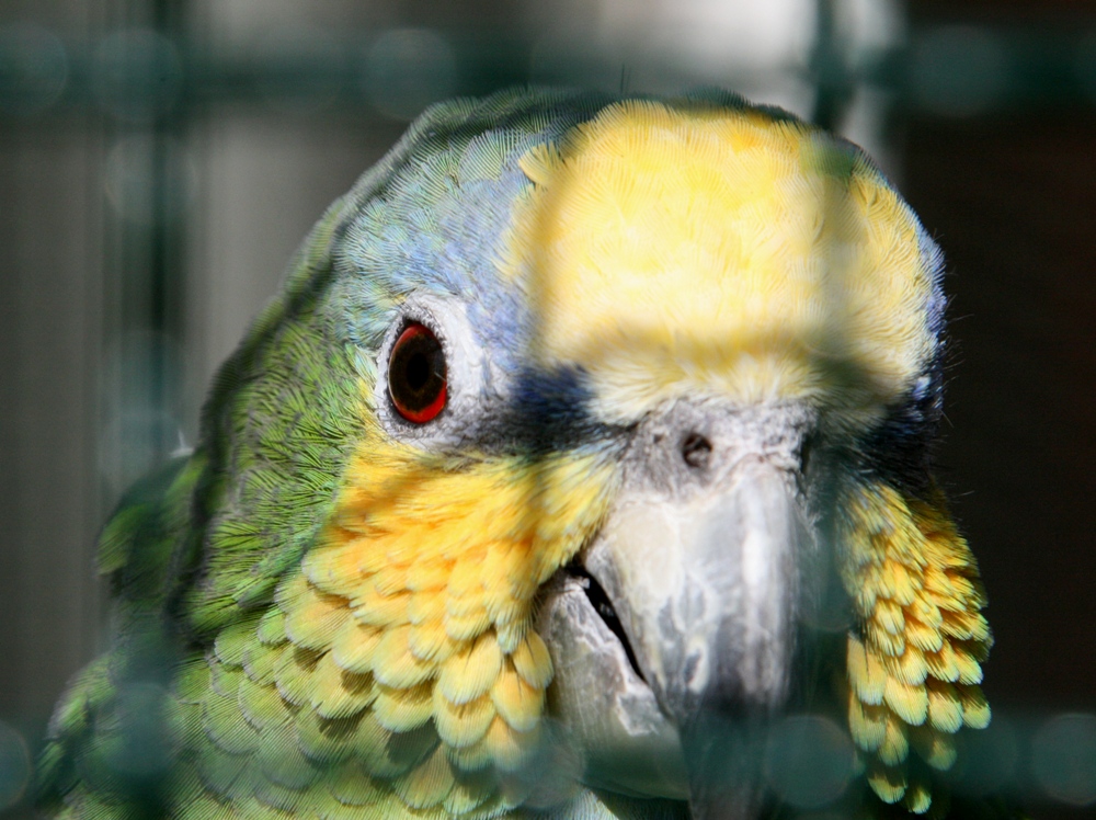 Papagei hinter Gittern