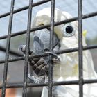 Papagei hinter Gittern