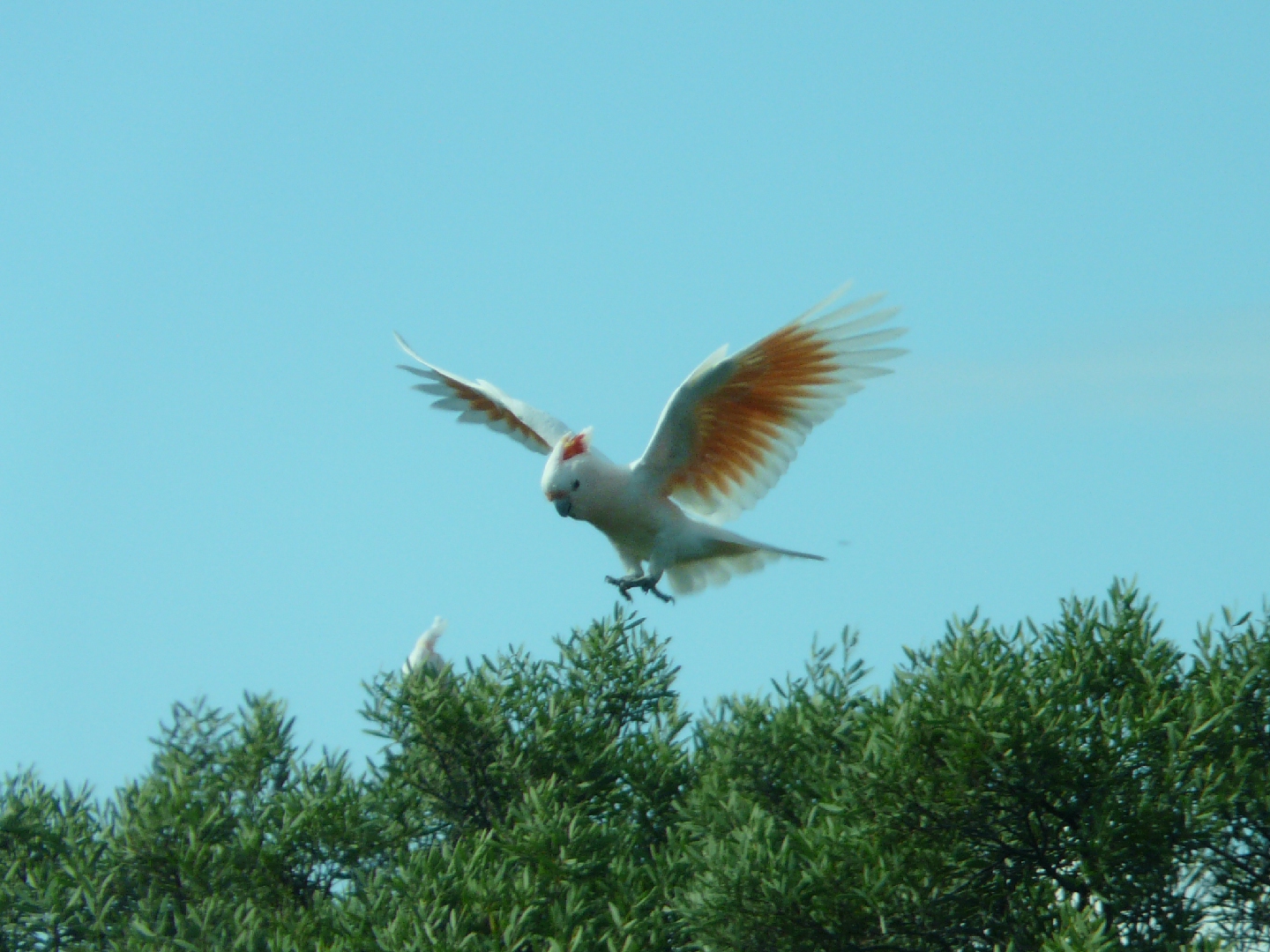 Papagei im Anflug