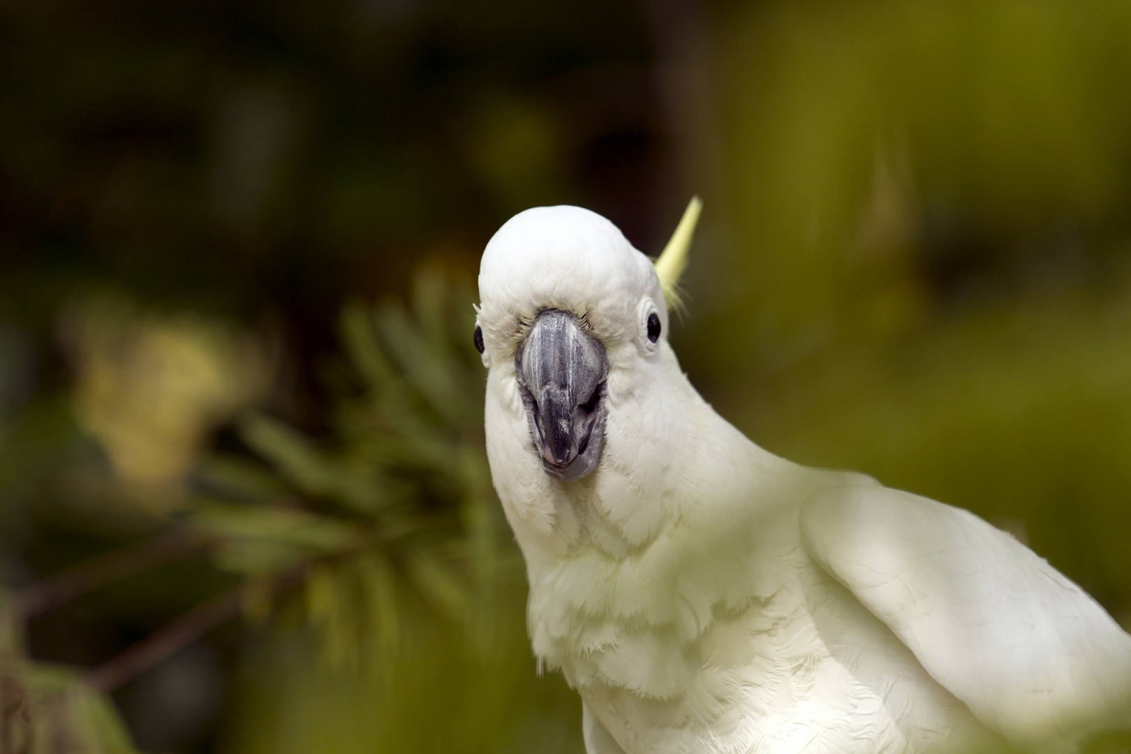 Papagei im Auckland Zoo