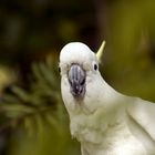 Papagei im Auckland Zoo