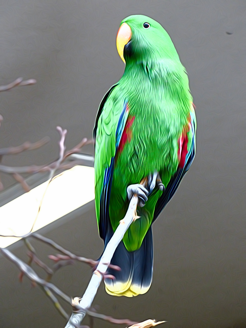 Papagei im Augsburger Zoo