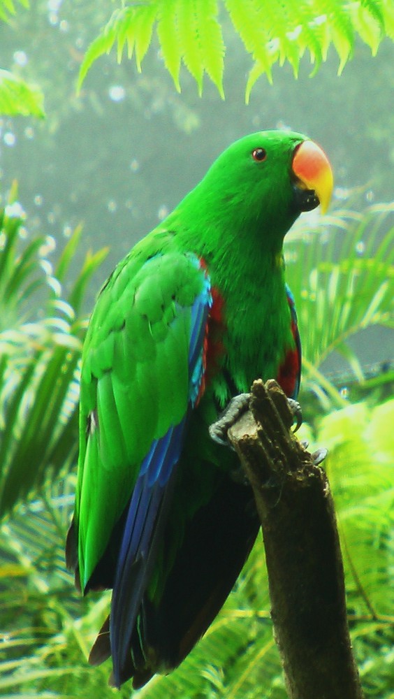 Papagei im Australia Zoo