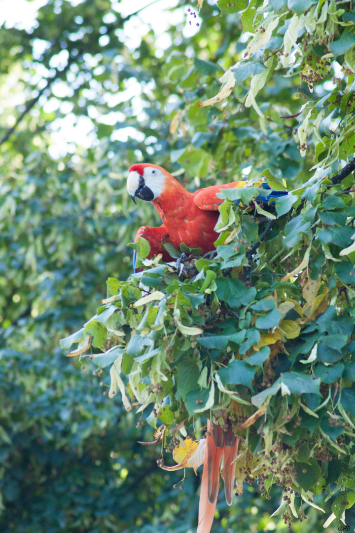 Papagei im Baum