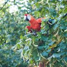 Papagei im Baum