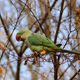 Papagei im Biebricher Schlopark 1