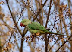 Papagei im Biebricher Schloßpark 1