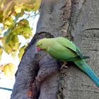 Papagei im Biebricher Schloßpark 2