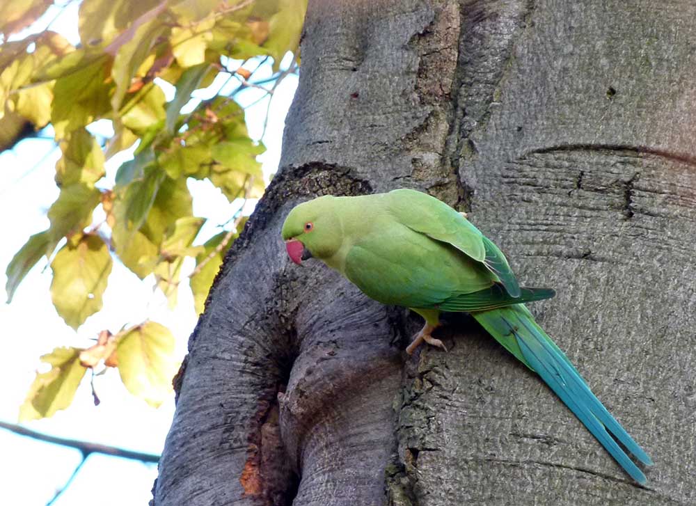 Papagei im Biebricher Schloßpark 2