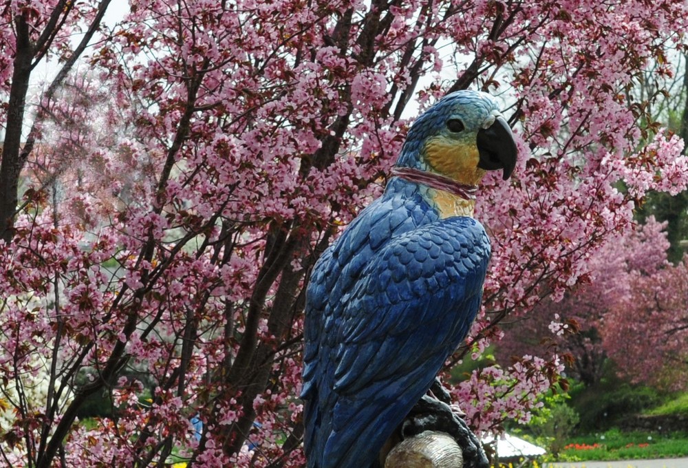 PAPAGEI IM BLUMENMEER