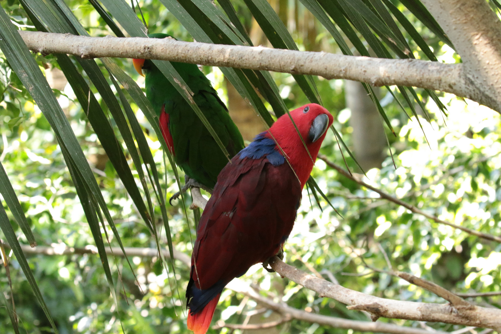 Papagei im Dschungel