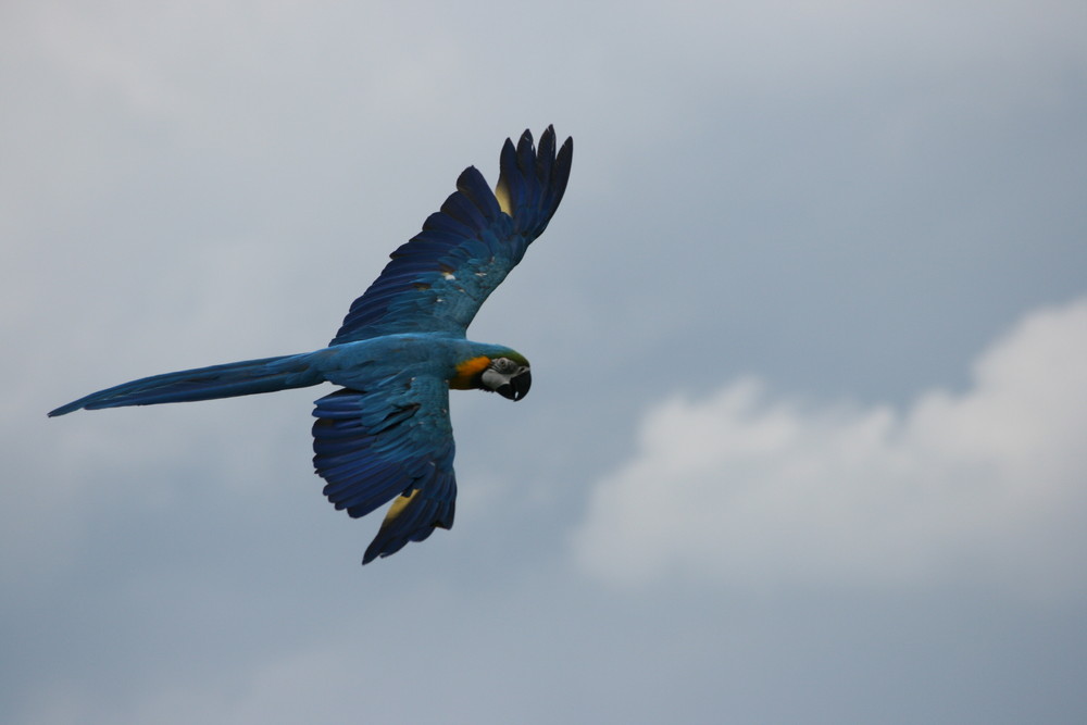 Papagei im Flug