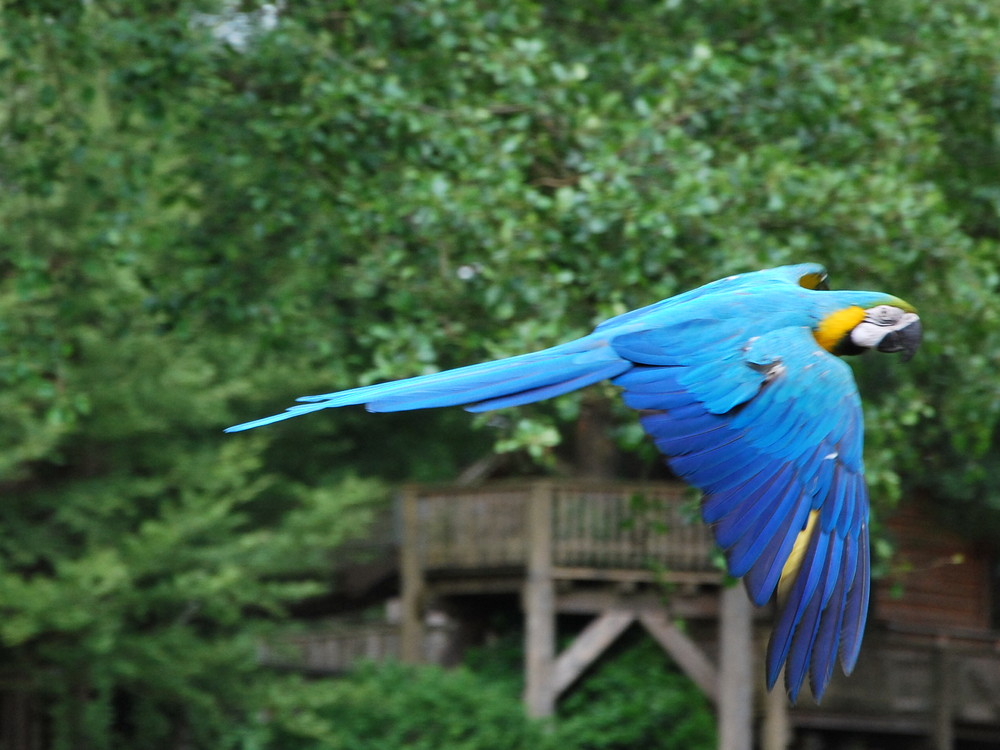 Papagei im freien Flug