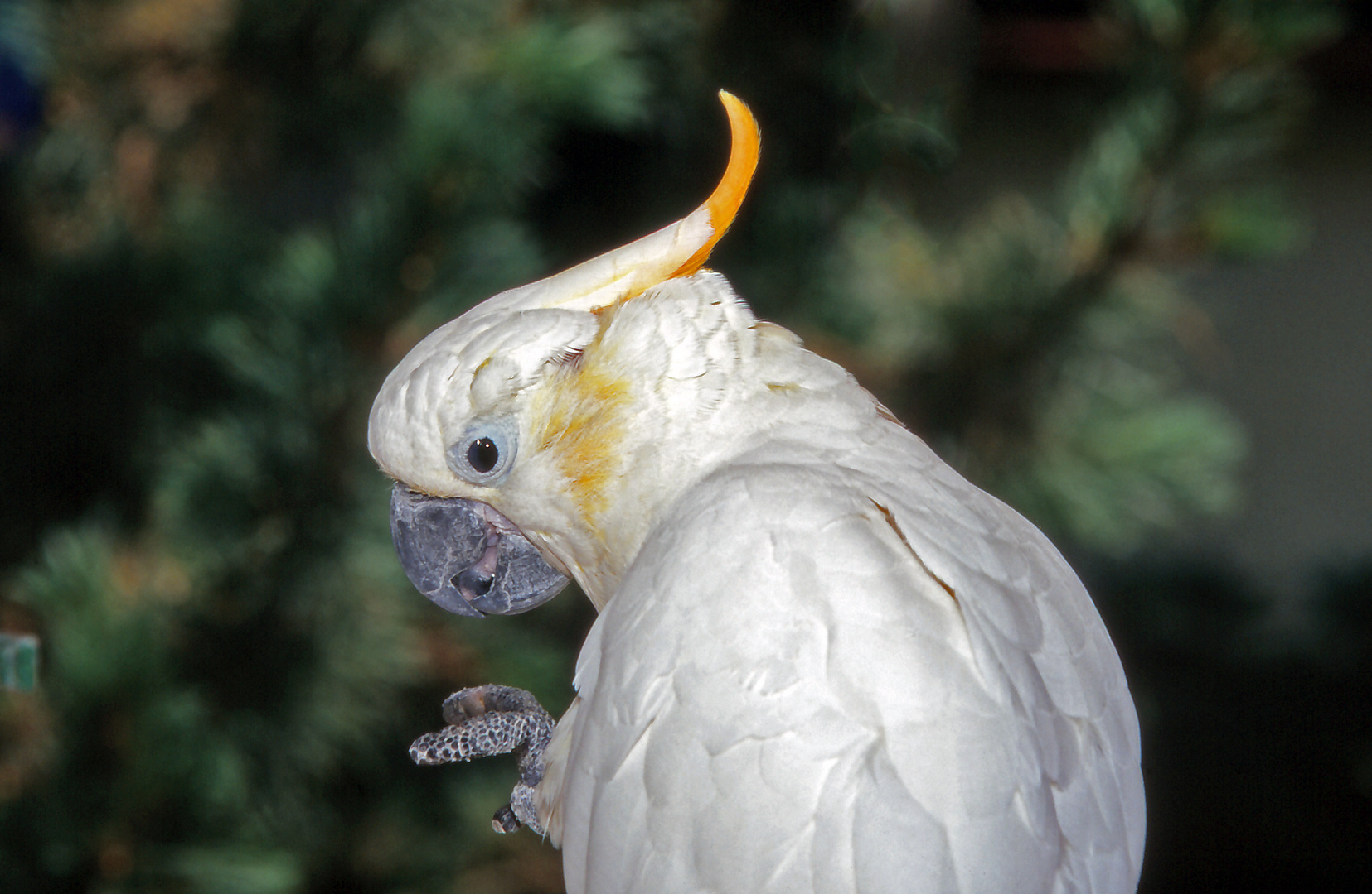 Papagei im Freizeitpark