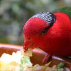 Papagei im Loro Parque Teneriffa