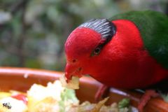 Papagei im Loro Parque Teneriffa