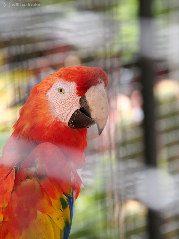 Papagei im Palmitos Park auf Gran Canaria