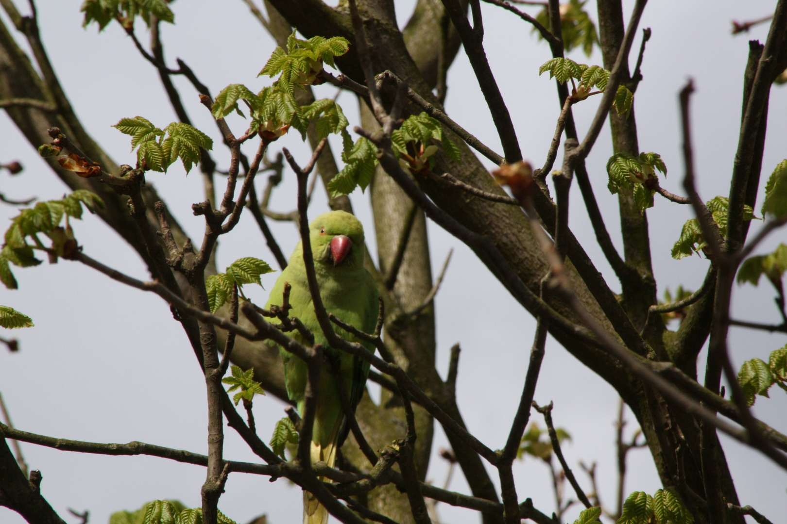 Papagei im Schlosspark Bieberich